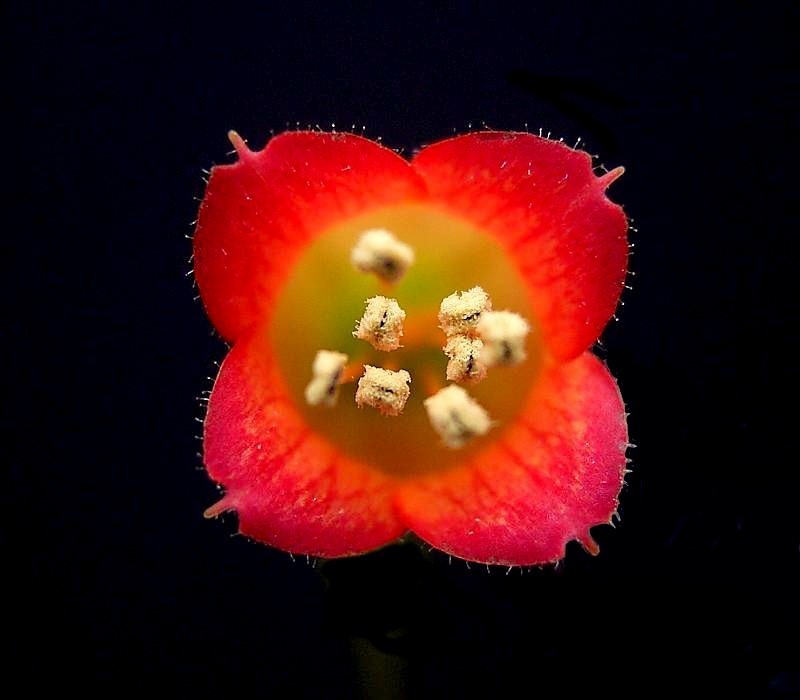Kalanchoe manginii: Kalanchoe 'Tessa'
