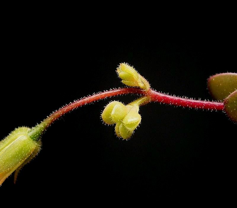 Kalanchoe manginii: Kalanchoe 'Tessa'