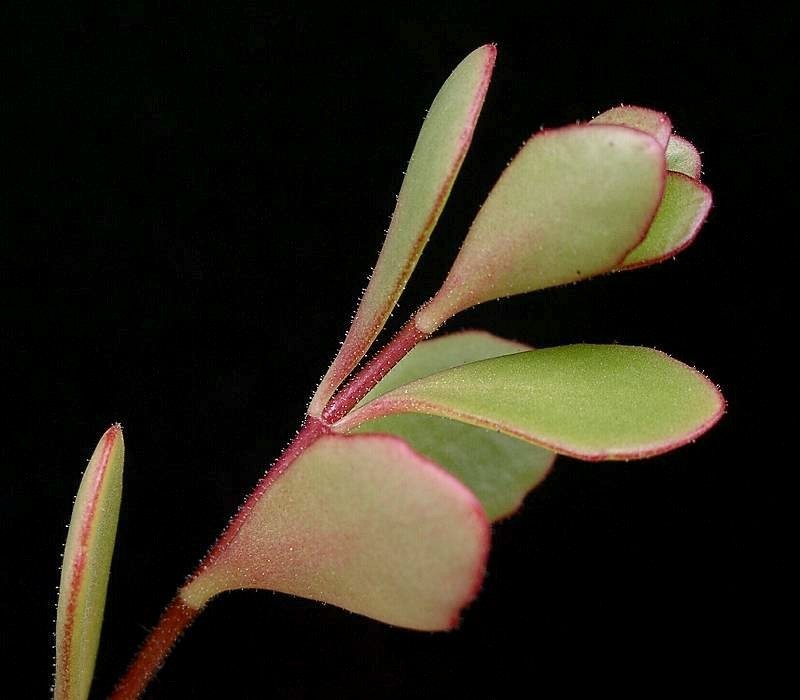 Kalanchoe manginii: Kalanchoe 'Tessa'