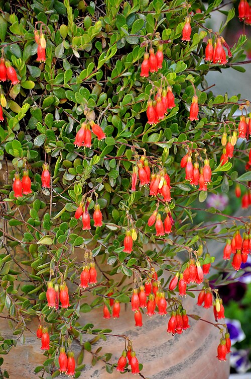 Kalanchoe manginii: Taken in Jerusalem