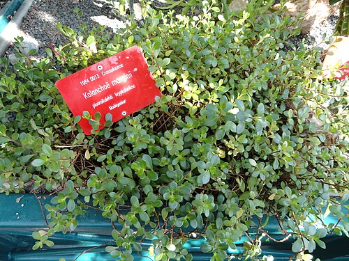 Kalanchoe manginii: Botanical specimen. The University of Helsinki Botanical Garden at Kaisaniemi