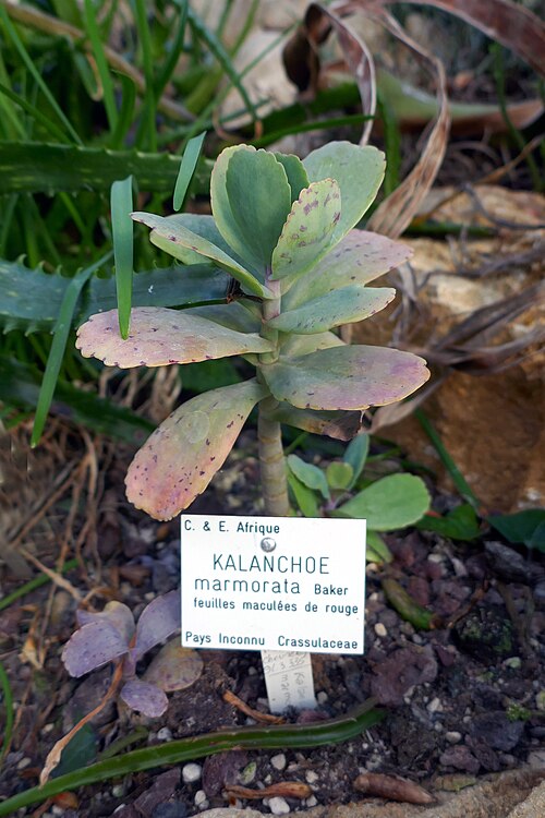 Kalanchoe marmorata: Kalanchoe marmorata Baker, feuilles maculées de rouge (C & E. Afrique), au Jardin botanique Jean-Marie Pelt, Villers-lès-Nancy.