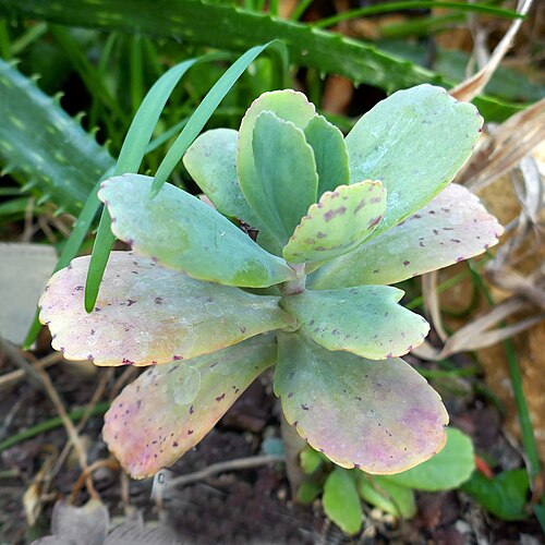 Kalanchoe marmorata: Kalanchoe marmorata Baker, feuilles maculées de rouge (C & E. Afrique), au Jardin botanique Jean-Marie Pelt, Villers-lès-Nancy.