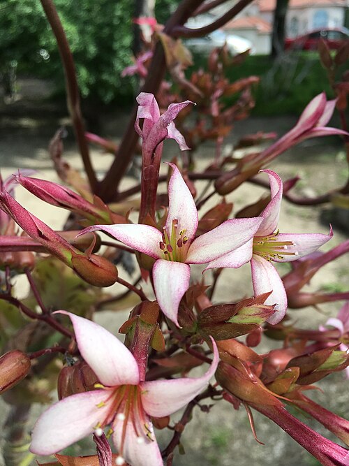 Kalanchoe marmorata: Kalanchoe x bryophyllum hybrid flowers