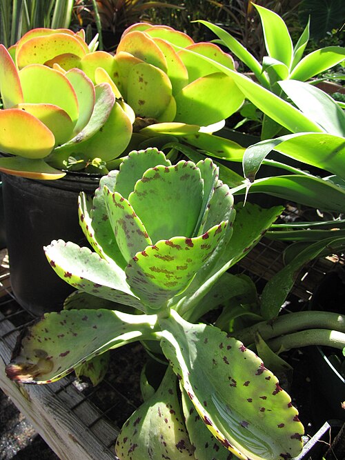 Kalanchoe marmorata: Kalanchoe marmorata (Spotted kalanchoe, penwiper plant) Habit at Kihei, Maui, Hawaii. February 15, 2011 #110215-1435 Image Use Policy