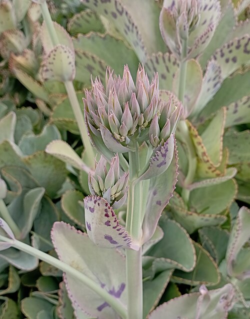 Kalanchoe marmorata: Kalanchoe marmorata , especie exótica e invasiva en México.