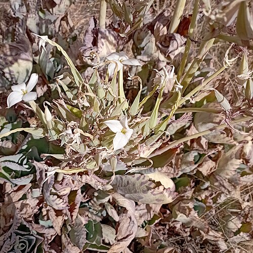 Kalanchoe marmorata: Kalanchoe marmorata (Crassulaceae).