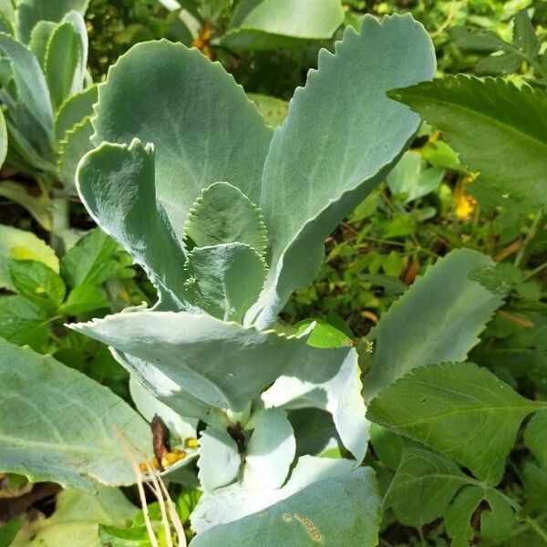 Kalanchoe marmorata (Kalanchoe marmorata)