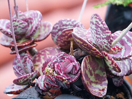 Kalanchoe marmorata: 江戶紫 Kalanchoe marmorata