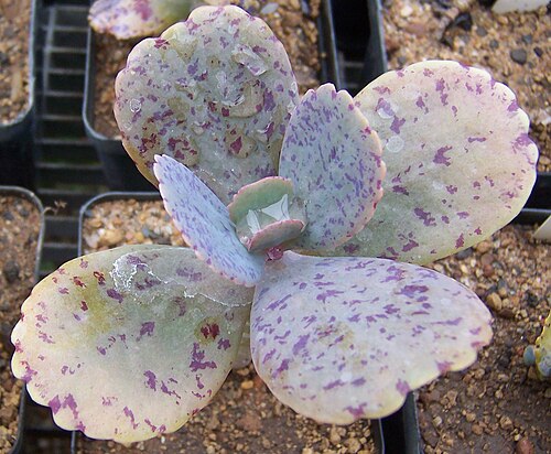 Kalanchoe marmorata: Kalanchoe marmorata , young plant