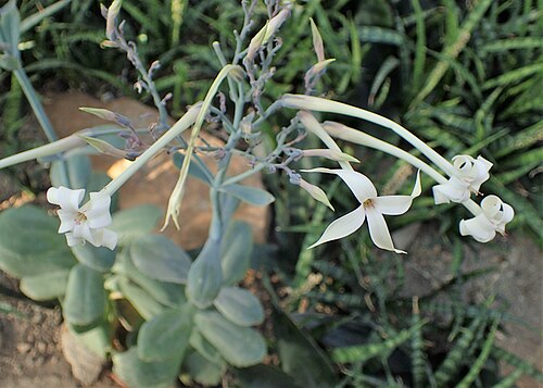 Kalanchoe marmorata: Kalanchoe marmorata in the Botanischer Garten, Berlin-Dahlem
