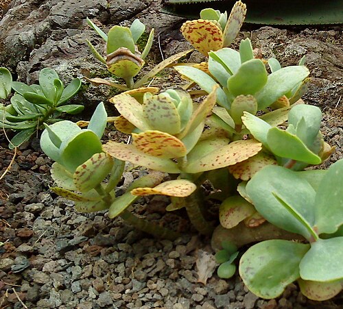Kalanchoe marmorata: Penwiper (Kalanchoe marmorata)