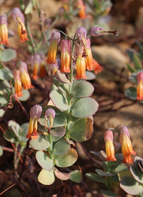 Kalanchoe marnieriana: Kalanchoe marnieriana im Botanischen Garten Dresden