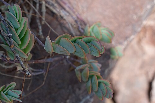 Kalanchoe marnieriana: Kalanchoe marnieriana au jardin botanique Jean-Marie Pelt de Villers-lès-Nancy.