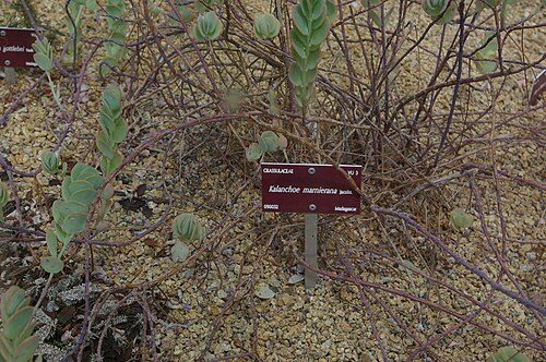 Kalanchoe marnieriana: Kalanchoe marnierana, Conservatoire botanique national de Brest