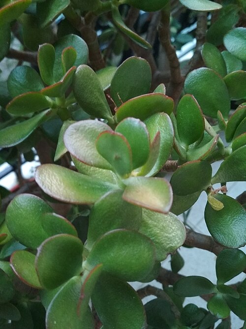Kalanchoe marnieriana: plant with round green and purple leaves
