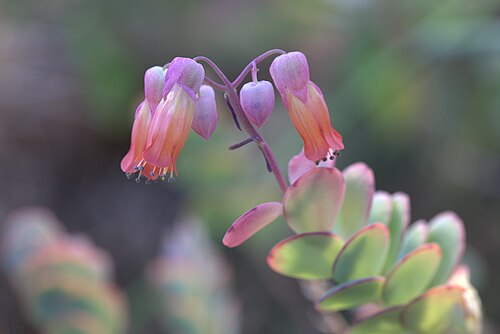 Kalanchoe marnieriana: Kalanchoe marnieriana at Gothenburg Botanical Garden in 2015. Plant id: 1988-V0354 p G