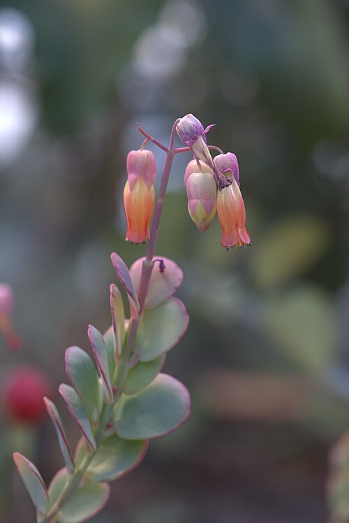 Kalanchoe marnieriana: Kalanchoe marnieriana at Gothenburg Botanical Garden in 2015. Plant id: 1988-V0354 p G