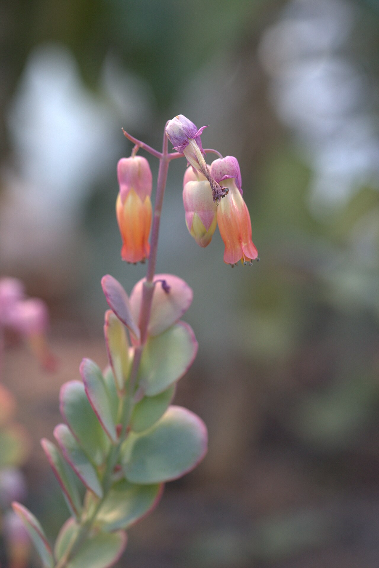 Kalanchoe marnieriana: Kalanchoe marnieriana at Gothenburg Botanical Garden in 2015. Plant id: 1988-V0354 p G