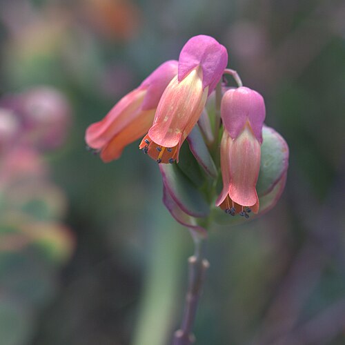 Kalanchoe marnieriana: Kalanchoe marnieriana at Gothenburg Botanical Garden in 2015. Plant id: 1988-V0354 p G