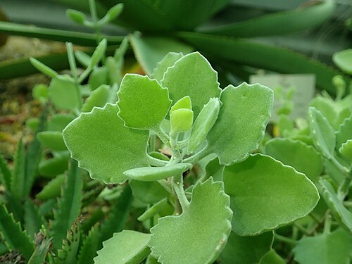 Kalanchoe millotii: Kalanchoe millotii , botanical garden in Berlin.
