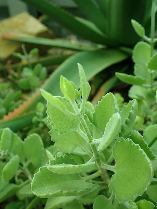 Kalanchoe millotii: Kalanchoe millotii , botanical garden in Berlin.