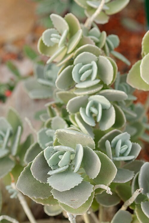 Kalanchoe millotii: Kalanchoe millotii in the Deserts greenhouse at the Jardin des Plantes in Paris.
