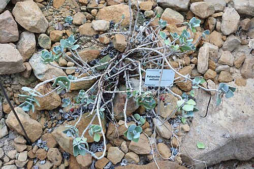 Kalanchoe millotii: Botanical specimen in the Botanischer Garten, Dresden, Germany.