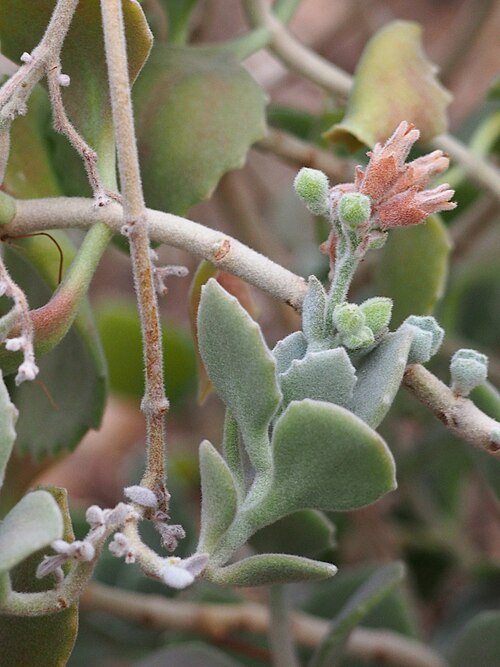 Kalanchoe millotii: Kalanchoe millotii cultivated in a greenhouse in the Wrocław University Botanical Garden, Wrocław, Poland.