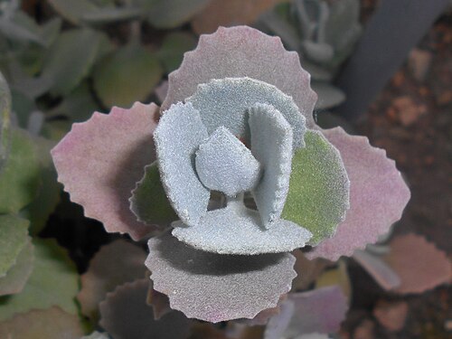 Kalanchoe millotii: Kalanchoe millotii , Botanischer Garten Berlin.