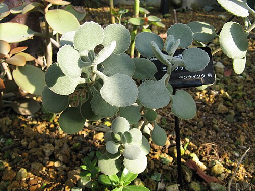 Kalanchoe millotii: Kalanchoe millotii Place:Osaka Prefectural Flower Garden,Osaka,Japan