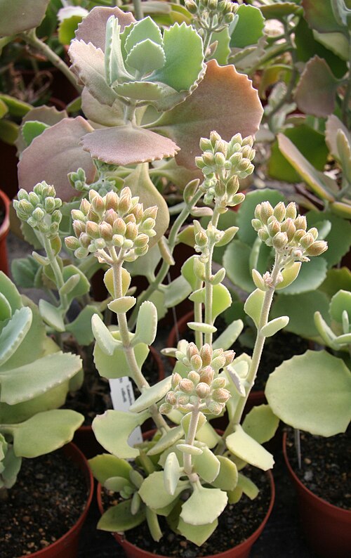 Kalanchoe millotii: Kalanchoe millotii in Kultur bei Kakteen-Haage in Erfurt