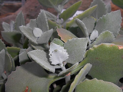 Kalanchoe millotii: Kalanchoe millotii , Botanischer Garten Berlin.