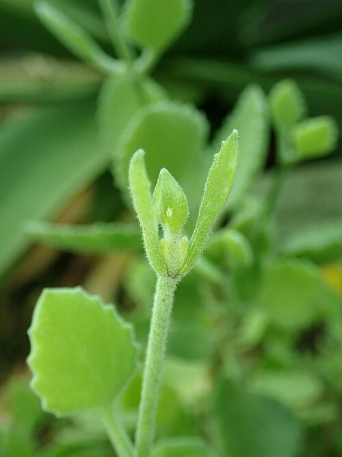 Kalanchoe millotii: Kalanchoe millotii , botanical garden in Berlin.
