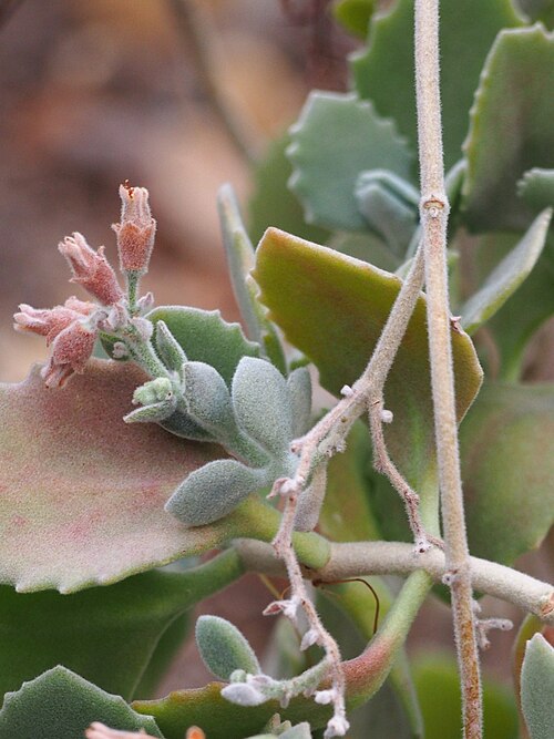 Kalanchoe millotii: Kalanchoe millotii cultivated in a greenhouse in the Wrocław University Botanical Garden, Wrocław, Poland.