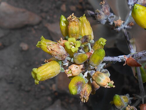 Copper spoons: Kalanchoe orgyalis , Botanischer Garten Berlin.