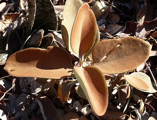 Copper spoons: Copper Spoons in a rockery in the Waterberg, South Africa