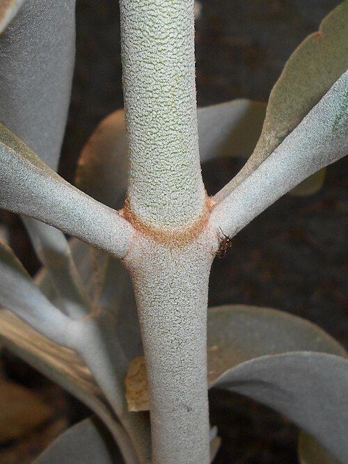 Copper spoons: Kalanchoe orgyalis , Botanischer Garten Berlin.