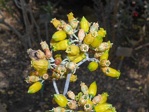 Copper spoons: Kalanchoe orgyalis , Botanischer Garten Berlin.