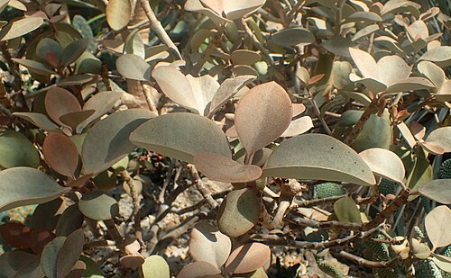 Copper spoons: Kalanchoe orgyalis at Garfield Park Conservatory