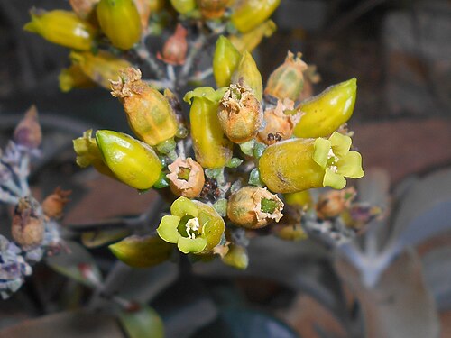 Copper spoons: Kalanchoe orgyalis , Botanischer Garten Berlin.