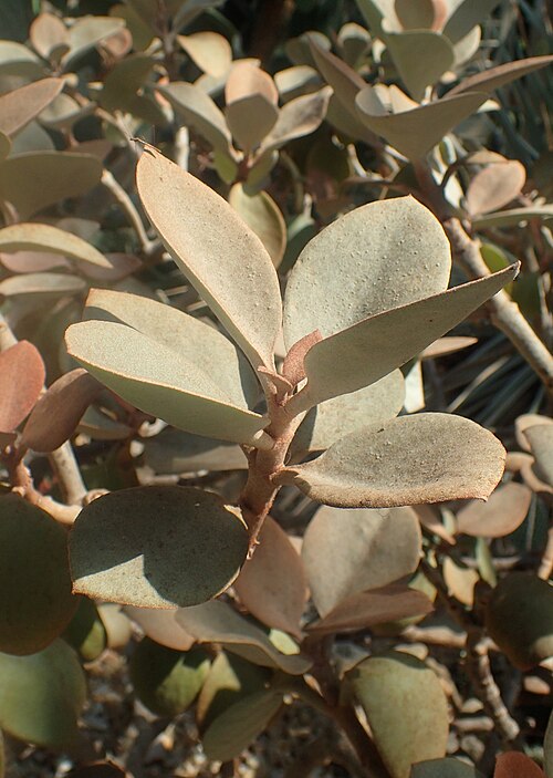 Copper spoons: Kalanchoe orgyalis at Garfield Park Conservatory