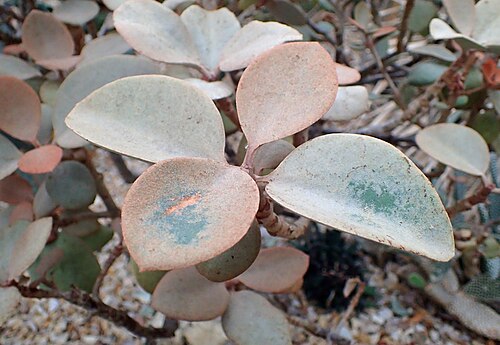 Copper spoons: Kalanchoe orgyalis at Garfield Park Conservatory