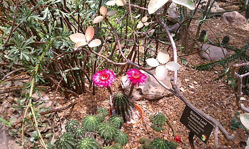 Copper spoons: Kalanchoe orgyalis and unknown flowering cactus in the Garfield Park Conservatory, Chicago, Illinois.