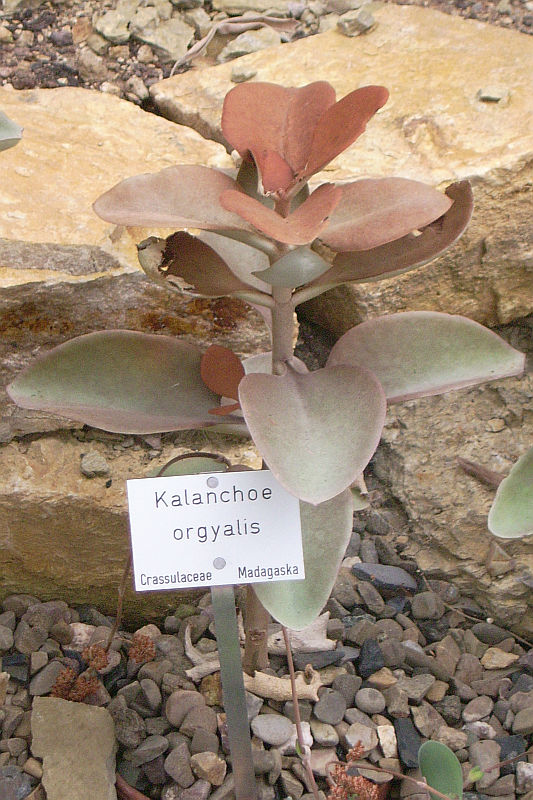 Copper spoons: Kalanchoe orgyalis, made at the Botanical Garden Marburg