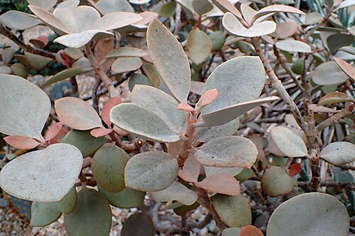 Copper spoons: Kalanchoe orgyalis at Garfield Park Conservatory