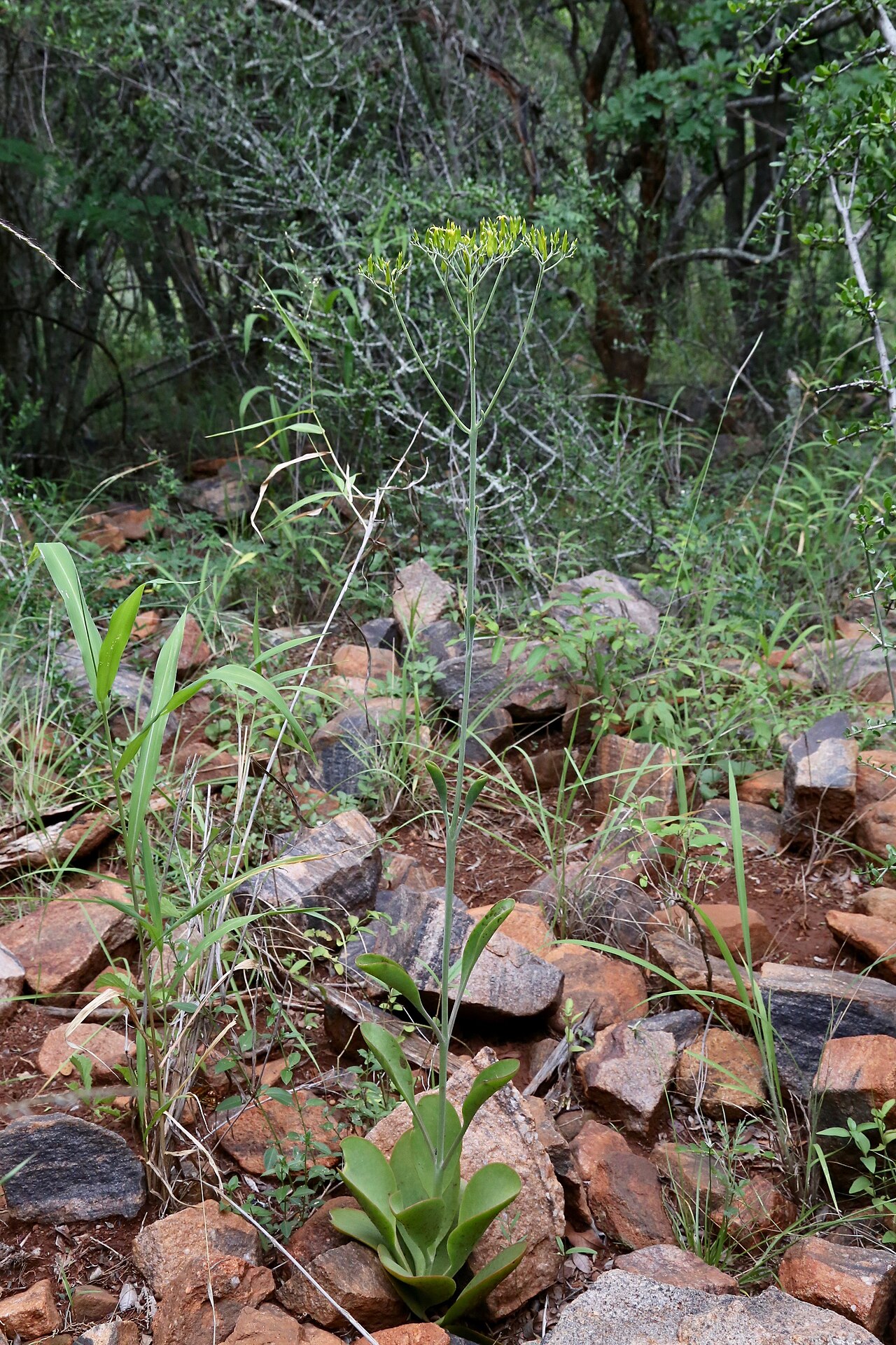 Kalanchoe paniculata: South Africa, Limpopo, Waterberg District Municipality, Mokgalakwena Local Municipality, Palala (Lephalala) river.