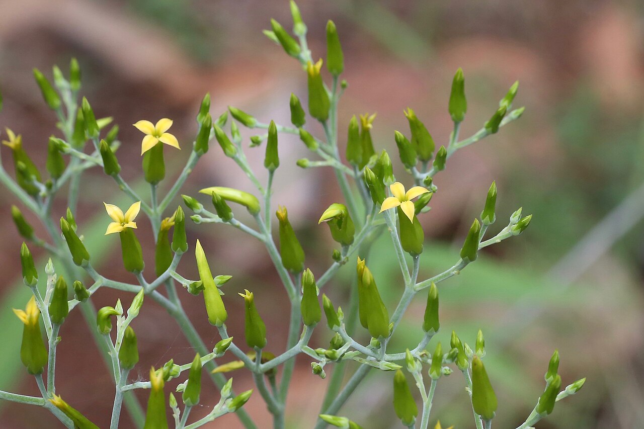 Kalanchoe paniculata: South Africa, Limpopo, Waterberg District Municipality, Mokgalakwena Local Municipality, Palala (Lephalala) river.