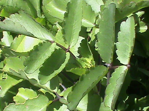 Cathedral bells (Kalanchoe pinnata)