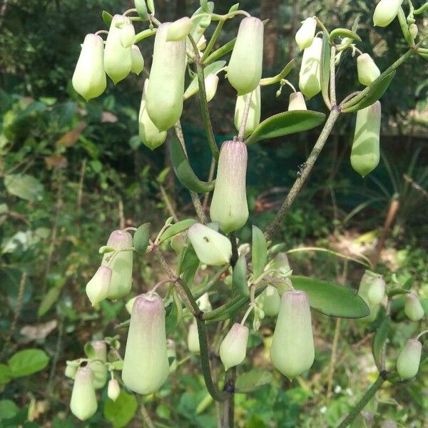 Cathedral bells
